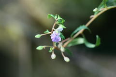Impatiens mysorensis